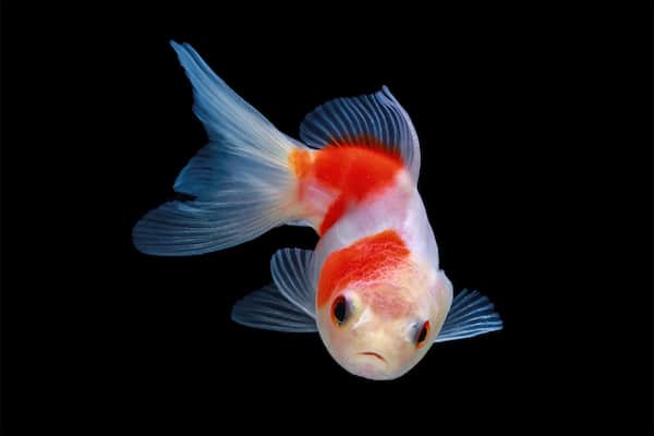 Poisson rouge nageant vers la caméra dans un aquarium ouvert plantes, sur fond noir. aquarium ouvert plantes mentionné.